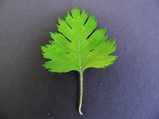 {Crataegus marshallii}